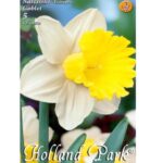 Narcise/ Narcissus Trumpet Goblet (5buc)