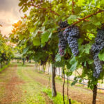 Tratament Vita de Vie Pentru Un Sezon
