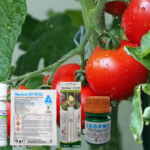 Tratament Tomate Preventiv