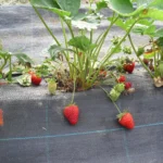 Agrotextil 2x1M Negru