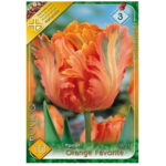 Lalele/Tulipa Orange Favorite (10 buc)