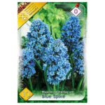 Muscari Blue Spike (10 buc)