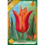Lalele/Tulipa Ballerina (8 buc)