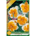 Narcise/ Narcissus Split Corona Orangery (5buc)