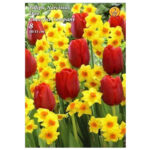 Tulipa Narcissus Duo Cheerful Company (8 buc)