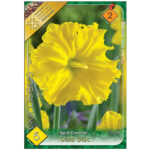 Narcise/ Narcissus Corona Gold Disc (5buc)