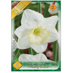 Narcise/ Narcissus Frosty Snow (5buc)