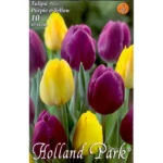 Lalele/Tulipa duo Purple-Yellow (10buc)
