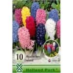 Zambile / Hyacinthus Mixed Big Pack (10 buc)