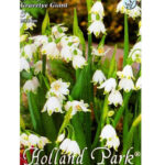 Ghiocei/Leucojum Gravete Giant (5 buc)