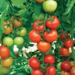 Seminte Oltena F1 Tomate (50 seminte)