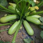 Seminte De Zucchini Summer Ace (50 seminte)