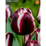 Lalele/ Tulipa Jackpot (8 buc)