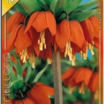Fritillaria imperialis Rubra (1buc)