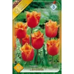 Lalele/Tulipa Lambada (10buc)