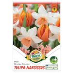 Lalele/Tulipa-Narcise/Narcissus Duo Orange Dream (8 buc)
