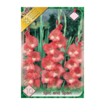 Gladiolus Spic and Span (10buc)